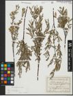 Foto von Salix repens subsp. incubacea (L.) A. Neumann